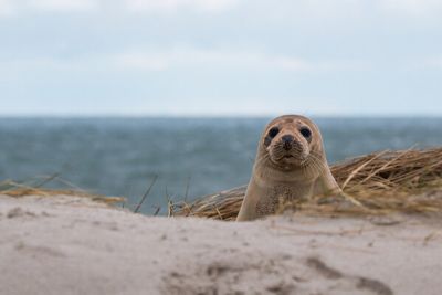 Zeehond in Nieuwpoort